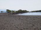 Area of the NE Reef Flat covered by shingle. Here, ramparts have formed a barrier that protects a subtidal pond surrounded by mangroves.